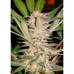 S.A.D. S1 (Sweet Afghani Delicous) | Feminised, Indoor & Outdoor