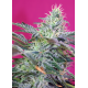 Sweet Cheese | Feminised, Auto, Indoor & Outdoor