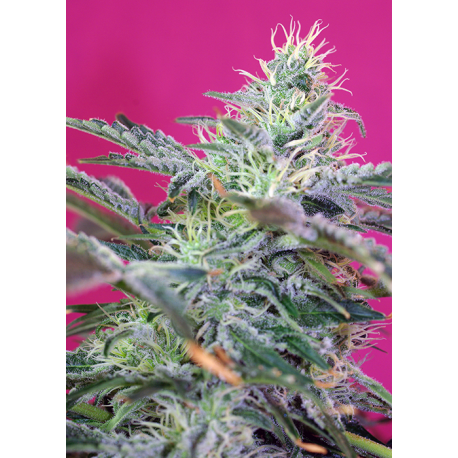 Sweet Cheese | Feminised, Auto, Indoor & Outdoor