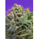 Sweet Cheese | Feminised, Indoor & Outdoor
