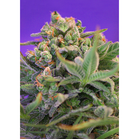 Sweet Cheese | Feminised, Indoor & Outdoor