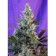 Sweet Skunk - Fast Version | Feminised, Indoor & Outdoor