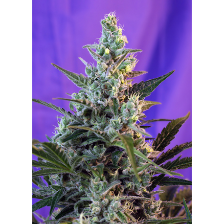 Sweet Skunk - Fast Version | Feminised, Indoor & Outdoor