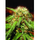 Sweet Thai | Feminised, Indoor & Outdoor