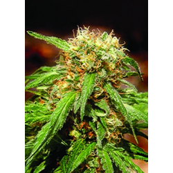 Sweet Thai | Feminised, Indoor & Outdoor