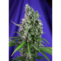 Sweet Trainwreck | Feminised, Auto, Indoor & Outdoor