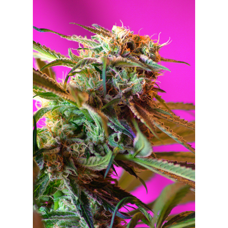 Wild Rose | Feminised, Indoor & Outdoor