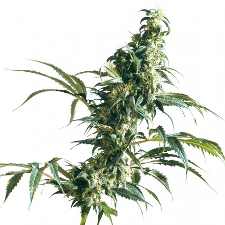 Mexican Sativa | Feminised, Outdoor