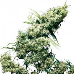 Jamaican Pearl | Feminised, Outdoor