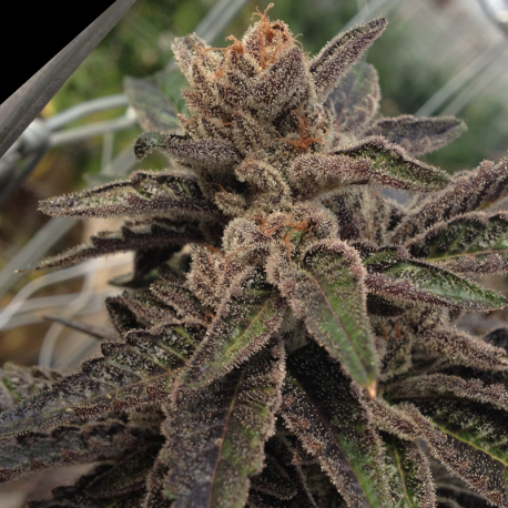 501st O.G. | Feminised, Indoor & Outdoor