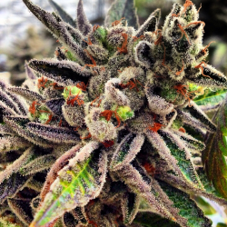 Scott's OG | Feminised, Indoor & Outdoor