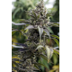 Scott's OG | Feminised, Indoor & Outdoor
