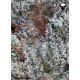 Scott's OG | Feminised, Indoor & Outdoor