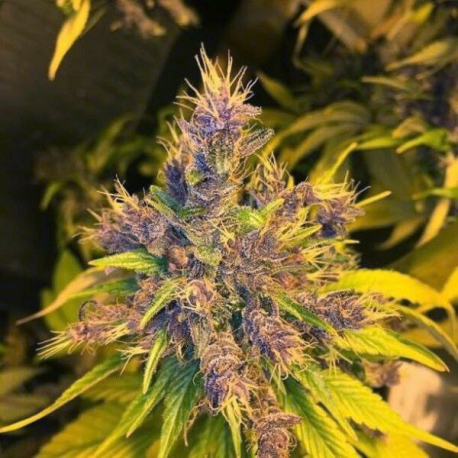 Violeta | Feminised, Indoor & Outdoor