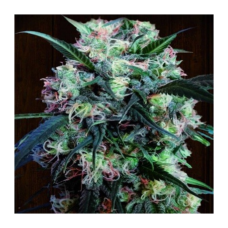 Kali China | Feminised, Indoor & Outdoor