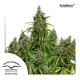 Auto Mazar | Feminised, Auto, Indoor & Outdoor