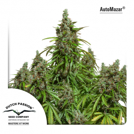 Auto Mazar | Feminised, Auto, Indoor & Outdoor