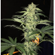 S.A.G.E. CBD | Feminised, Indoor & Outdoor