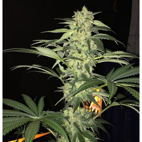 S.A.G.E. CBD | Feminised, Indoor & Outdoor