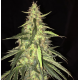 S.A.G.E. CBD | Feminised, Indoor & Outdoor