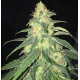 S.A.G.E. CBD | Feminised, Indoor & Outdoor