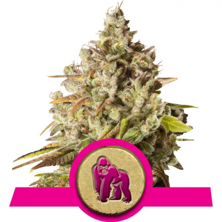 Royal Gorilla | Feminised, Indoor & Outdoor