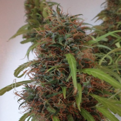 Honduras | Indoor & Outdoor