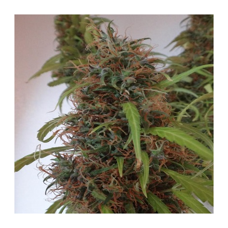 Honduras | Indoor & Outdoor