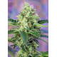 Crystal Candy Auto | Feminised, Auto, Indoor & Outdoor