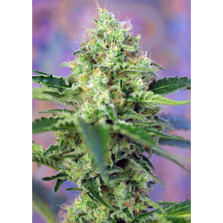 Crystal Candy Auto | Feminised, Auto, Indoor & Outdoor