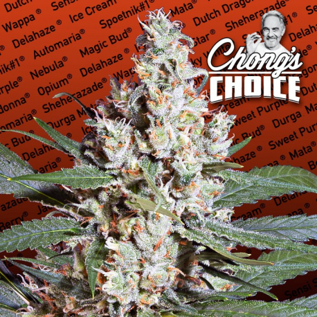 L.A. Amnesia (Chongs Choice) | Feminised, Indoor & Outdoor