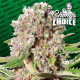 Mendocino Skunk (Chongs Choice) | Feminsied, Indoor & Outdoor