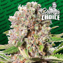 Mendocino Skunk (Chongs Choice) | Feminised, Indoor & Outdoor