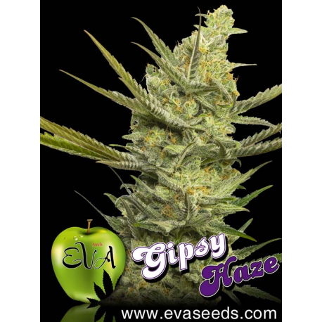 Gipsy Haze | Feminised, Indoor & Outdoor
