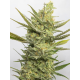 Gipsy Haze | Feminised, Indoor & Outdoor