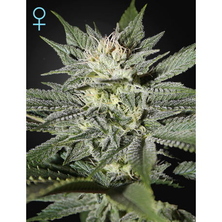 King's Kush CBD | Feminised, Indoor & Outdoor