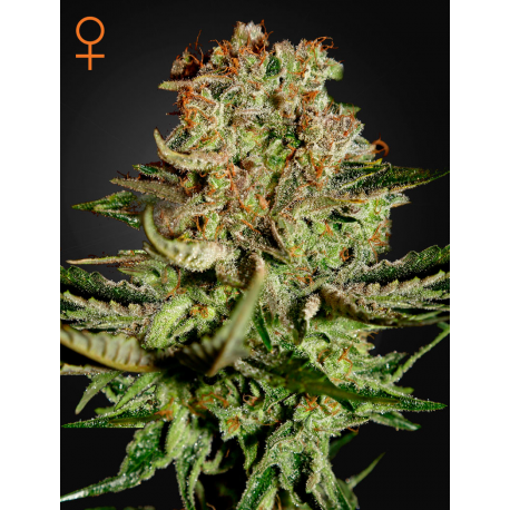Super Critical | Feminised, Indoor & Outdoor