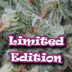 Sweet Diesel LE | Feminised, Indoor & Outdoor