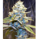Star Killer | Indoor & Outdoor