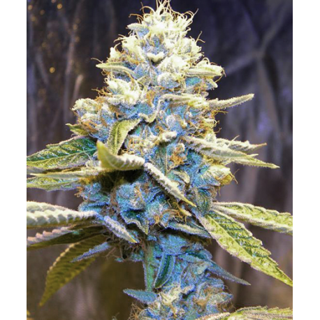 Star Killer | Indoor & Outdoor