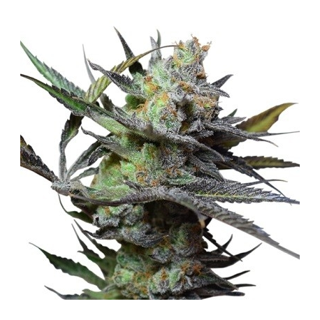 King Kong | Feminised, Indoor & Outdoor