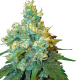 Jack Herer | Feminised, Indoor & Outdoor