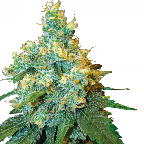 Jack Herer | Feminised, Indoor & Outdoor
