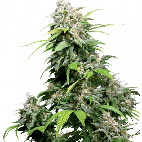 California Indica | Feminised, Indoor & Outdoor