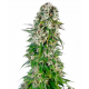 Big Bud Automatic | Feminised, Auto, Indoor & Outdoor