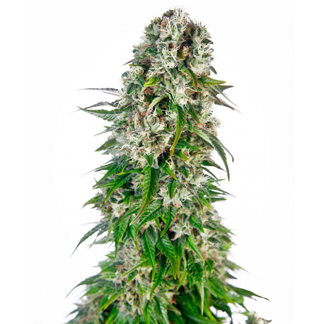 Big Bud Automatic | Feminised, Auto, Indoor & Outdoor
