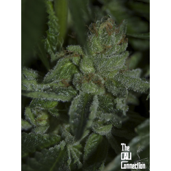 Buddha Tahoe OG | Feminised, Indoor & Outdoor