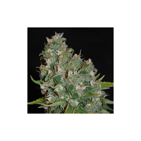 OG13 | Feminised, Indoor & Outdoor