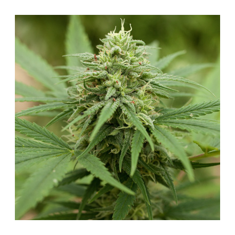 Pineapple Express 2 | Feminised, Indoor & Outdoor