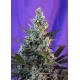 Sweet Skunk Auto | Feminised, Auto, Indoor & Outdoor